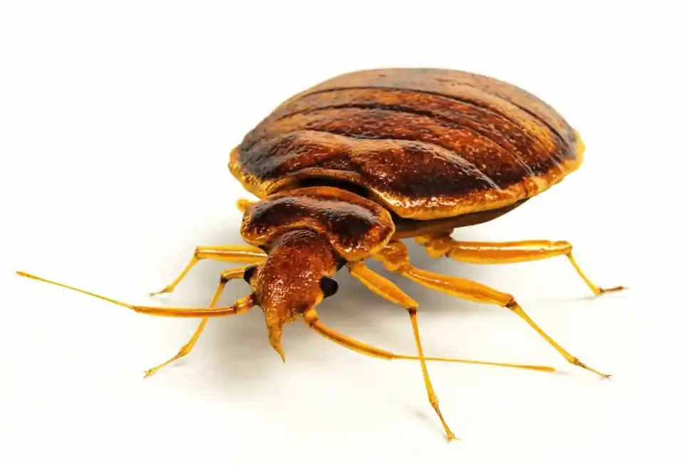 Ploșniță de pat (Cimex lectularius) — vedere macro